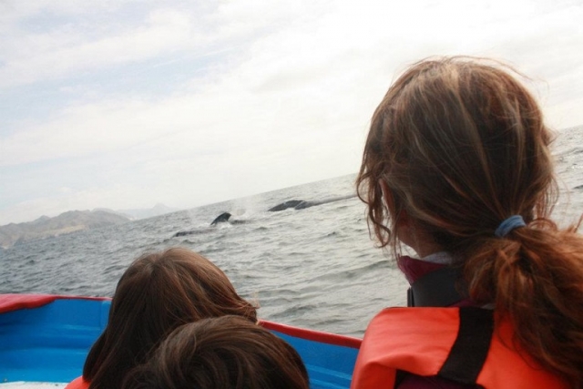 grupo de avistamiento